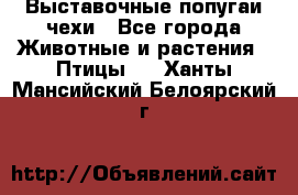 Выставочные попугаи чехи - Все города Животные и растения » Птицы   . Ханты-Мансийский,Белоярский г.